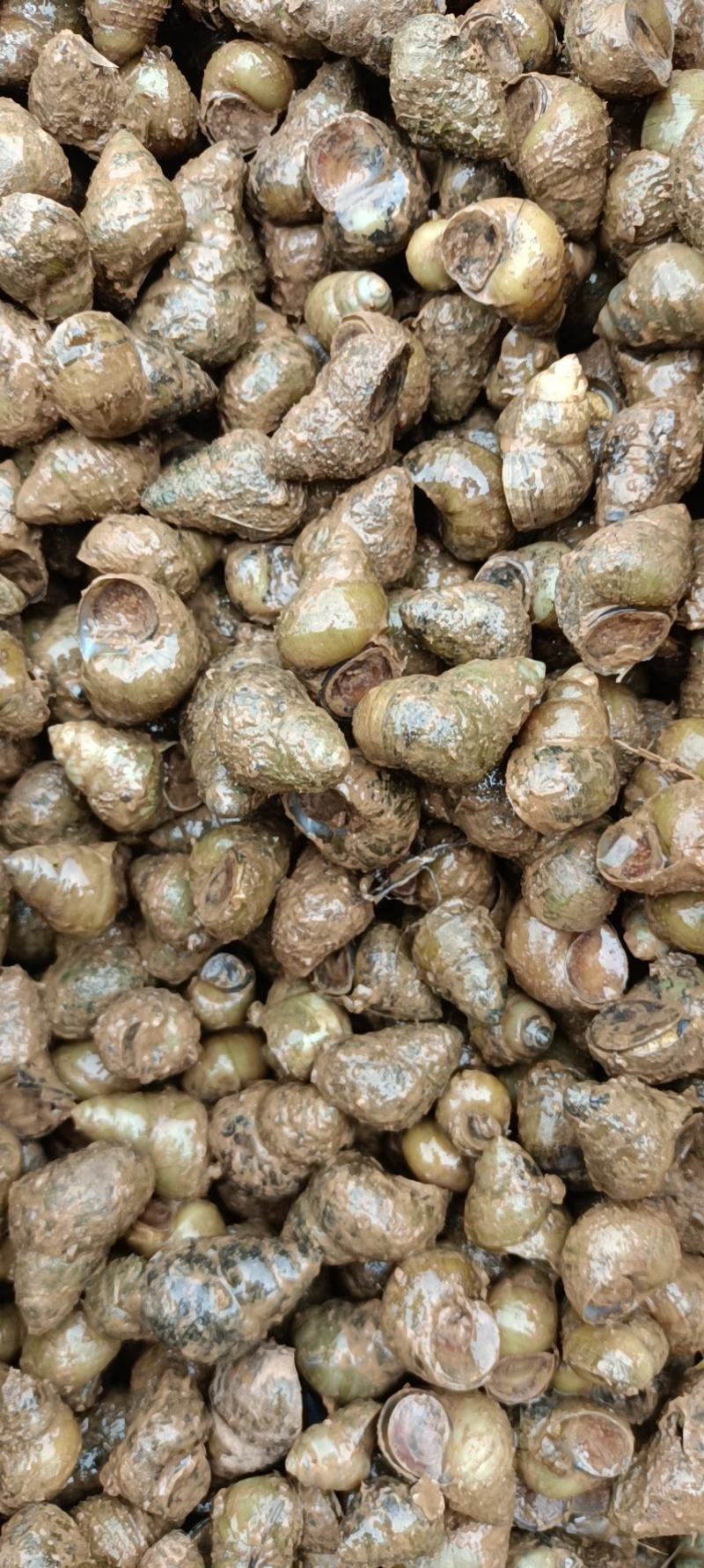 螺狮，田螺，常年供应，当天捕捞当天发货，各个规格都有