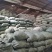 头茬干黑木耳白背木耳毛木耳朵肉厚无根
