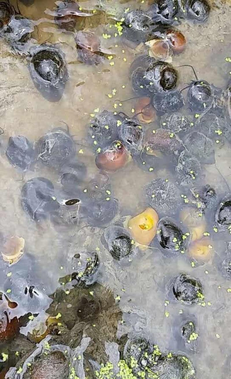 螺狮，田螺，常年供应，当天捕捞当天发货，各个规格都有