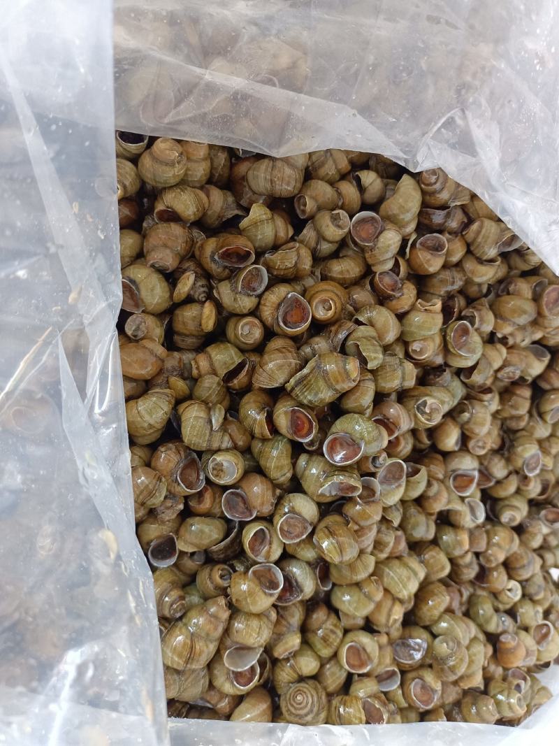 螺狮，田螺，常年供应，当天捕捞当天发货，各个规格都有