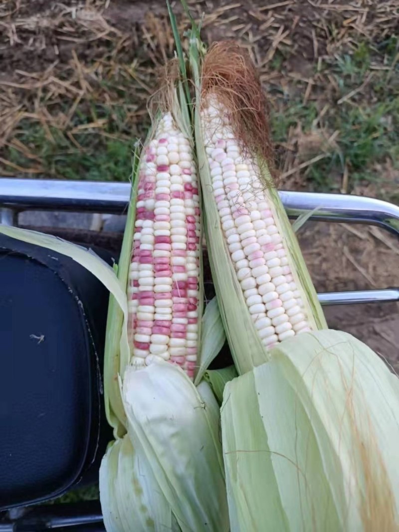 湖北天门基地鲜食玉米上市中，品多质优欢迎合作共赢！