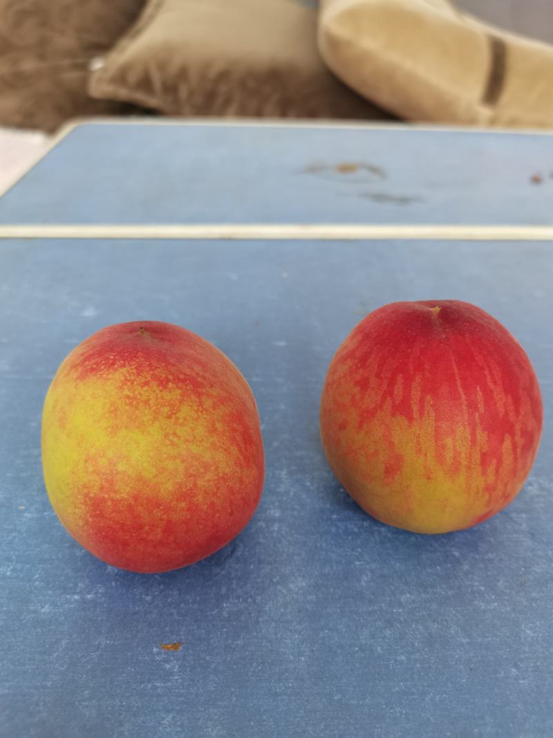 毛桃