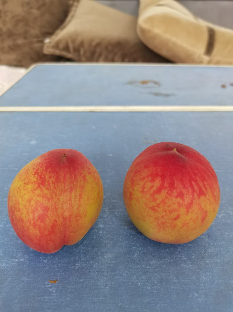 毛桃