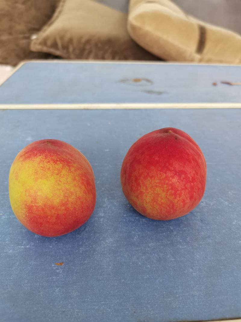 毛桃