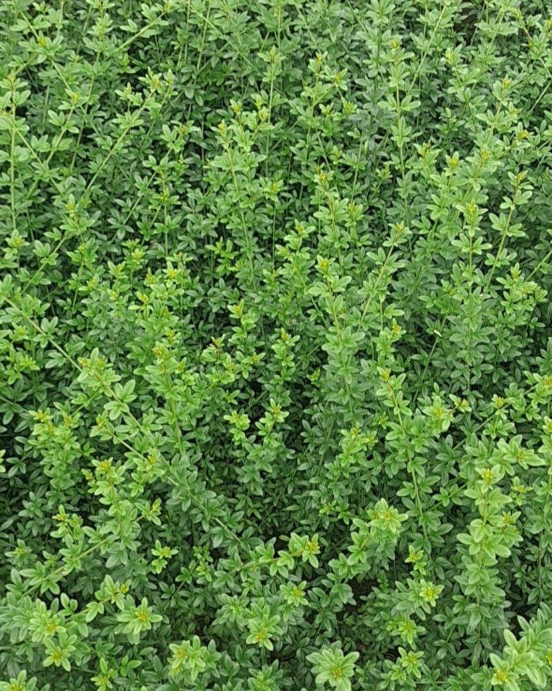 营养杯迎春花高70厘~100厘杯子12/13厘米