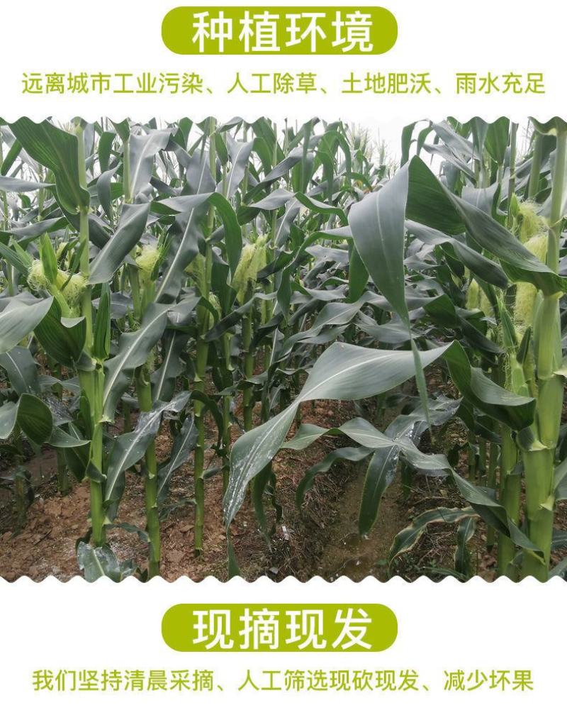 现摘甜玉米笋无农药迷你小玉米笋水果玉米新鲜沙拉食材包邮。