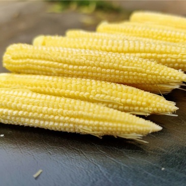 现摘甜玉米笋无农药迷你小玉米笋水果玉米新鲜沙拉食材包邮。