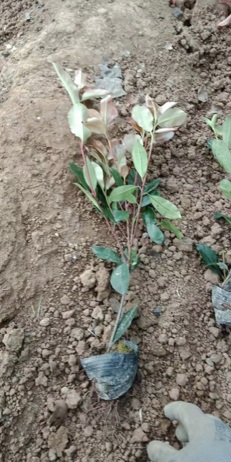 红叶石楠营养杯苗基地现货只有价廉规格齐全