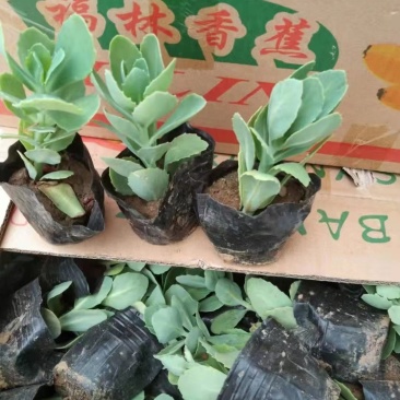 八宝景天杯苗露天八宝景天苗现货批发欢迎咨询