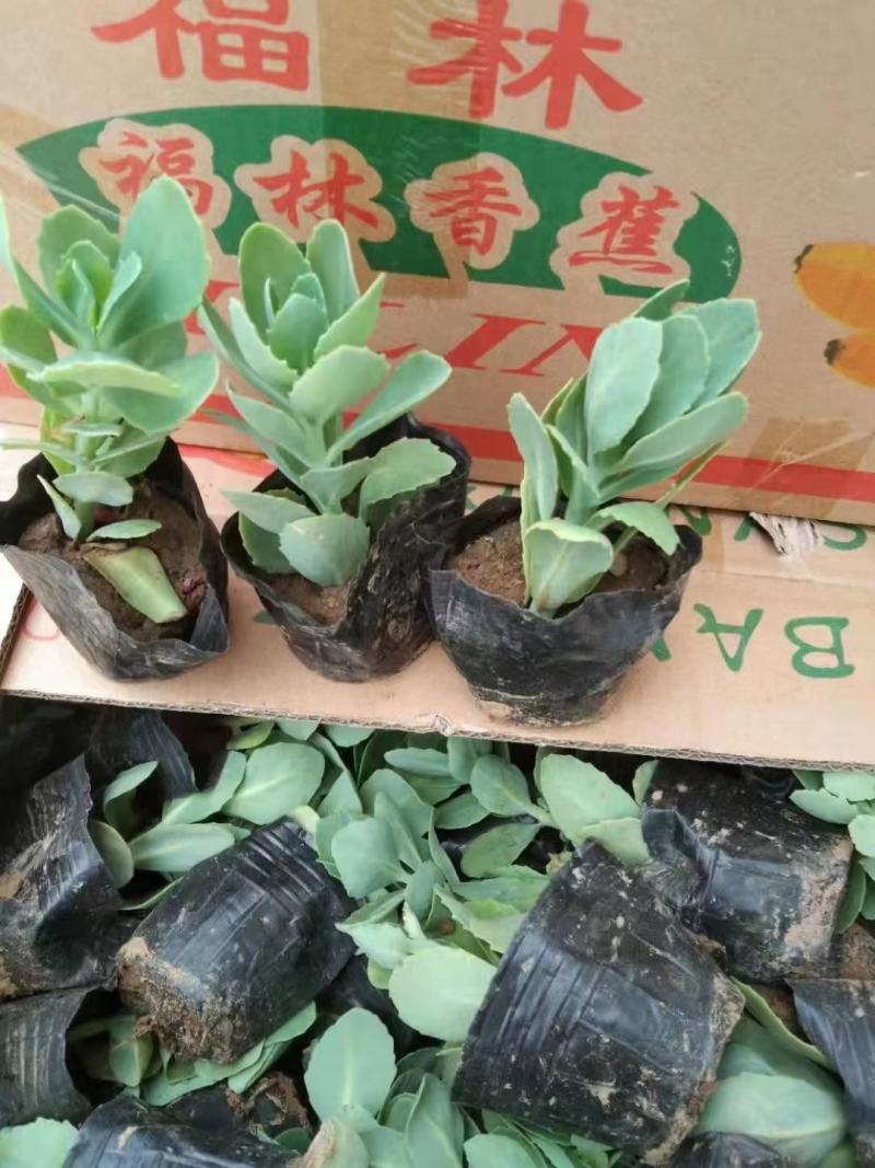 八宝景天杯苗露天八宝景天苗现货批发欢迎咨询