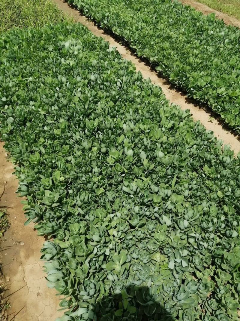 八宝景天杯苗露天八宝景天苗现货批发欢迎咨询
