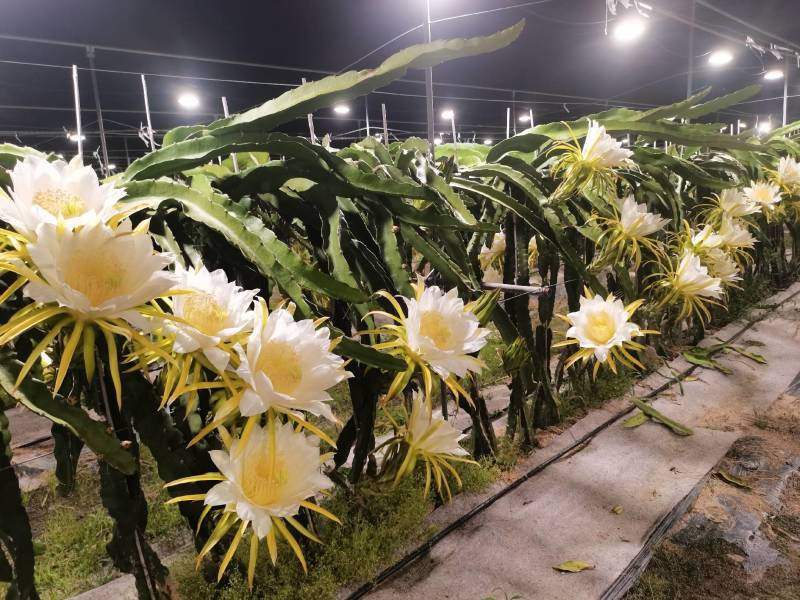 红心火龙果（小果）正宗台湾大红火龙果农家肥种植超甜