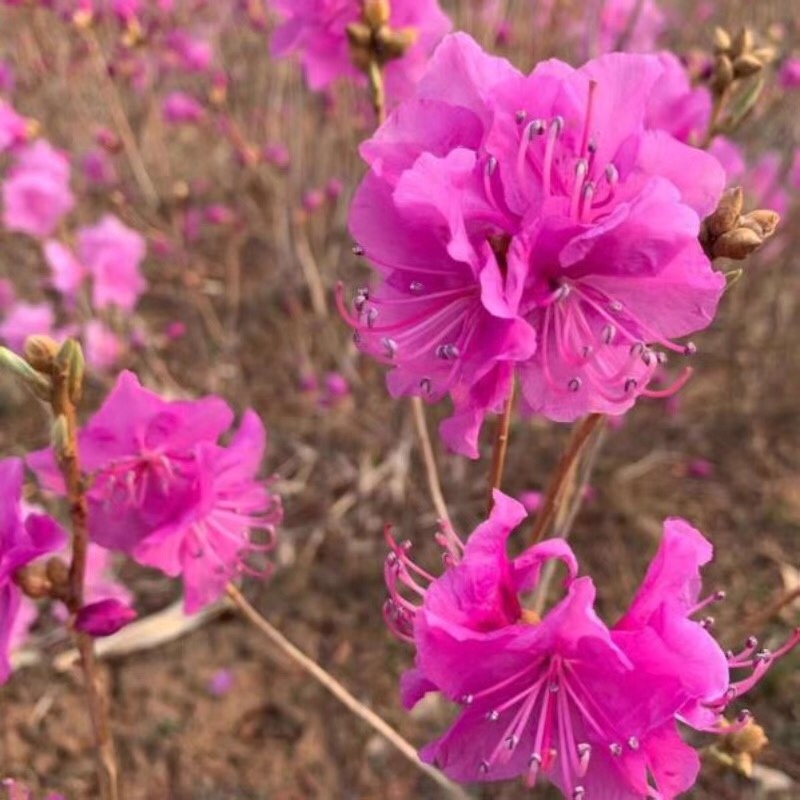 辽宁开原干枝杜鹃映山红干枝金达莱花达子香水插花仙枝条