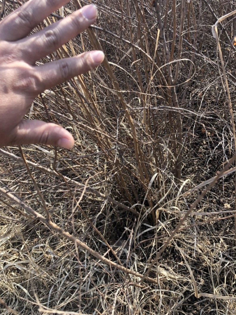 辽宁开原干枝杜鹃映山红干枝金达莱花达子香水插花仙枝条