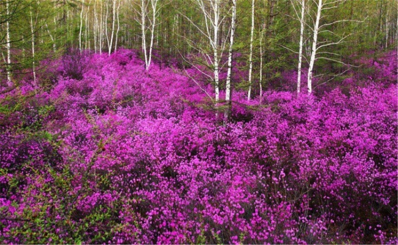 辽宁开原干枝杜鹃映山红干枝金达莱花达子香水插花仙枝条