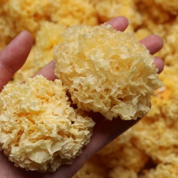 广州人野生通江椴木小银耳干货木耳丑耳鲜炖食材