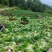 白菜精品黄心白菜产地货源充足质量保证配发发市场商超电商