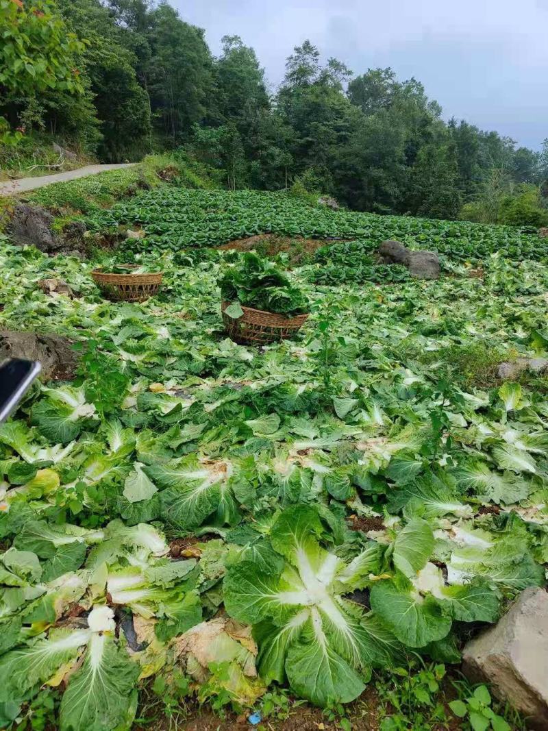 白菜精品黄心白菜产地货源充足质量保证配发发市场商超电商