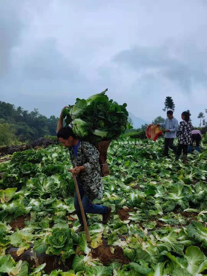白菜精品黄心白菜产地货源充足质量保证配发发市场商超电商