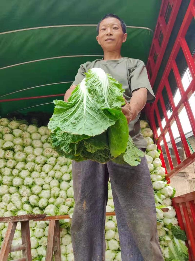 白菜精品黄心白菜产地货源充足质量保证配发发市场商超电商