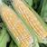 甜玉米双色玉米大量供应，一手货源，价格便宜，可实地看货