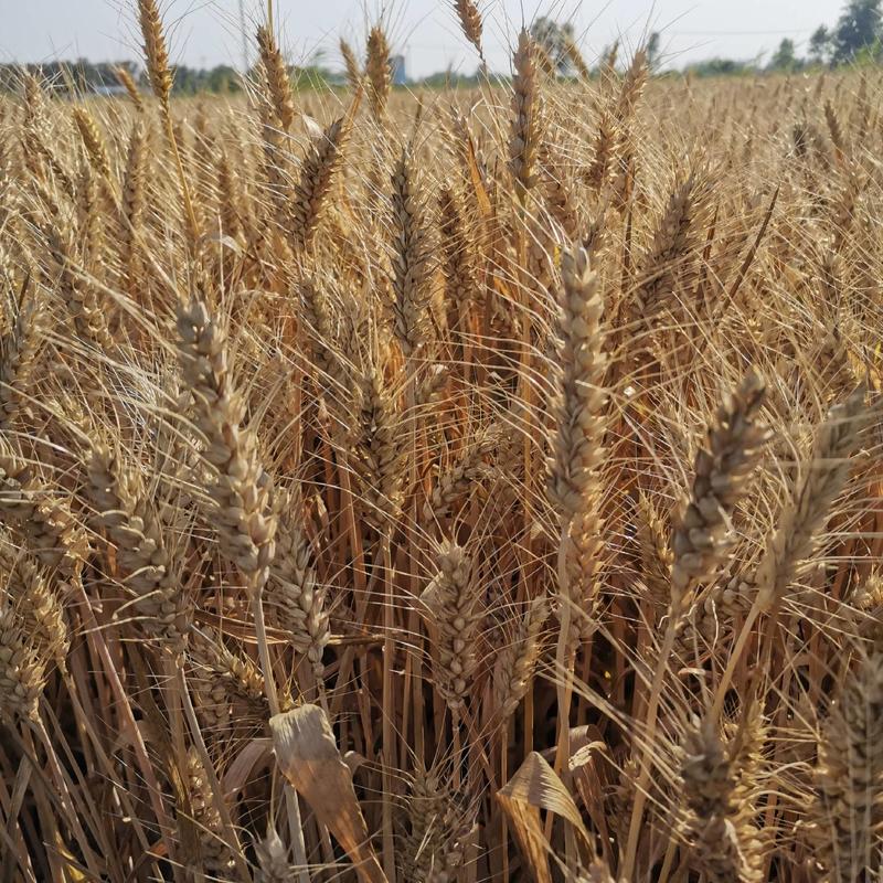 小麦（农民自己家种植1000亩，品质好，麦粒饱满）