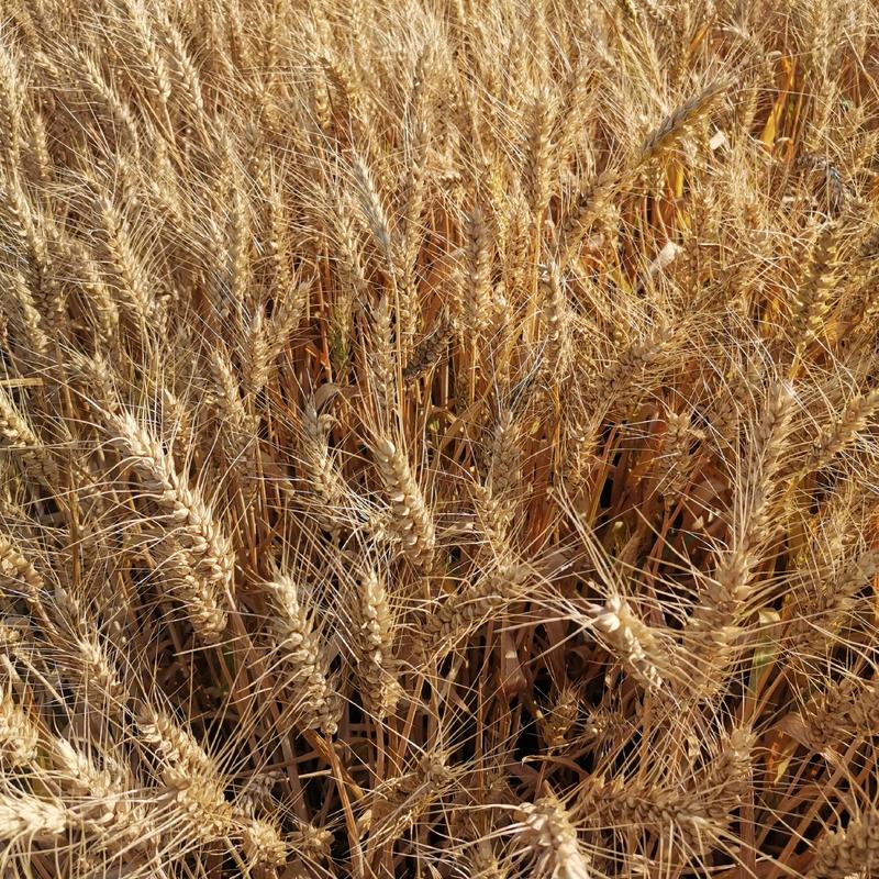 小麦（农民自己家种植1000亩，品质好，麦粒饱满）