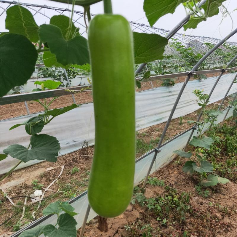 百亩瓠子大量上市瓠子