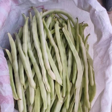 白豆角，白不老，白芸豆大量上市欢迎采购