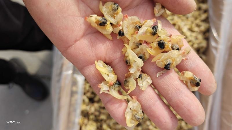 花蛤肉干！干度好无沙1箱20斤多种规格一手货源！无差价