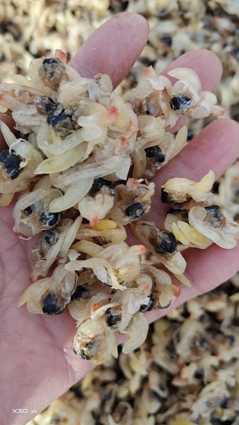 花蛤肉干！干度好无沙1箱20斤多种规格一手货源！无差价