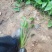 水生植物梭鱼草梭鱼草杯苗质优价廉欢迎咨询