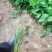 水生植物梭鱼草梭鱼草杯苗质优价廉欢迎咨询