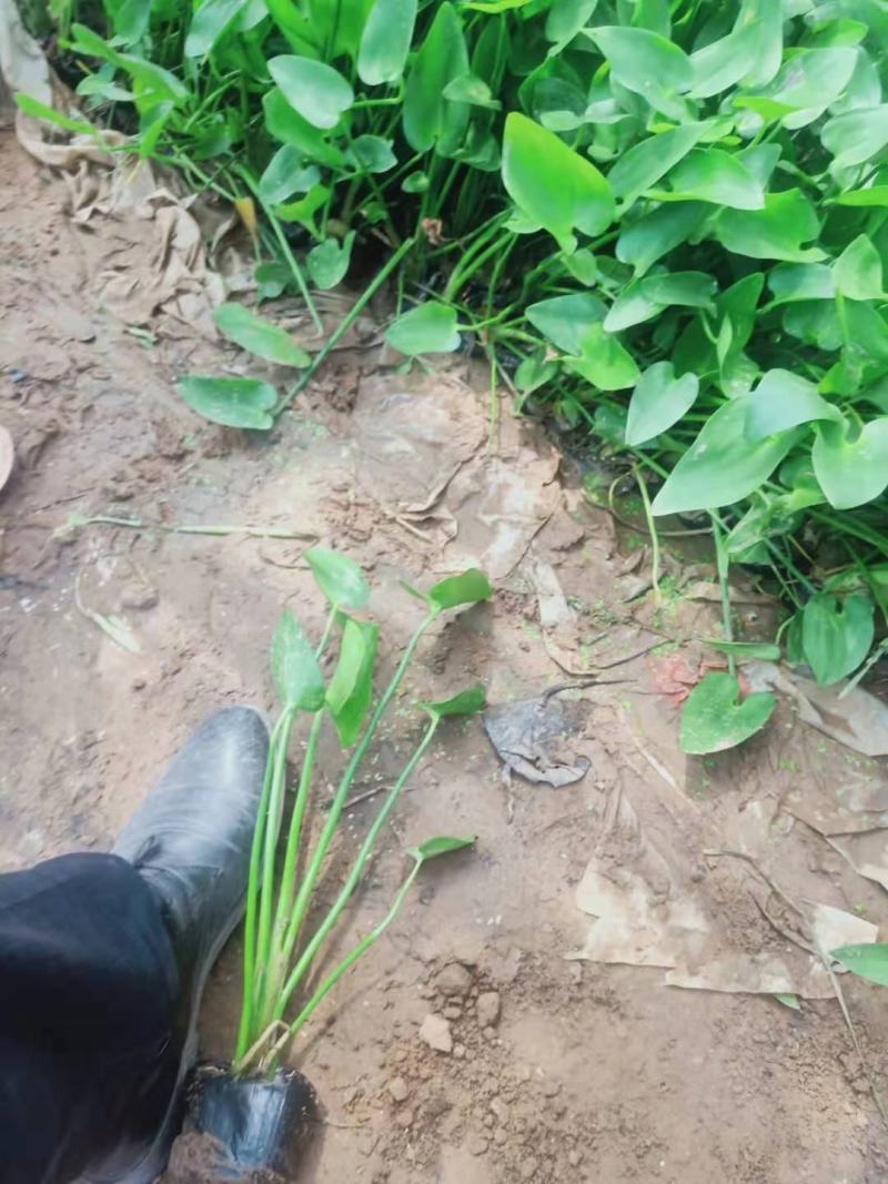 水生植物梭鱼草梭鱼草杯苗质优价廉欢迎咨询