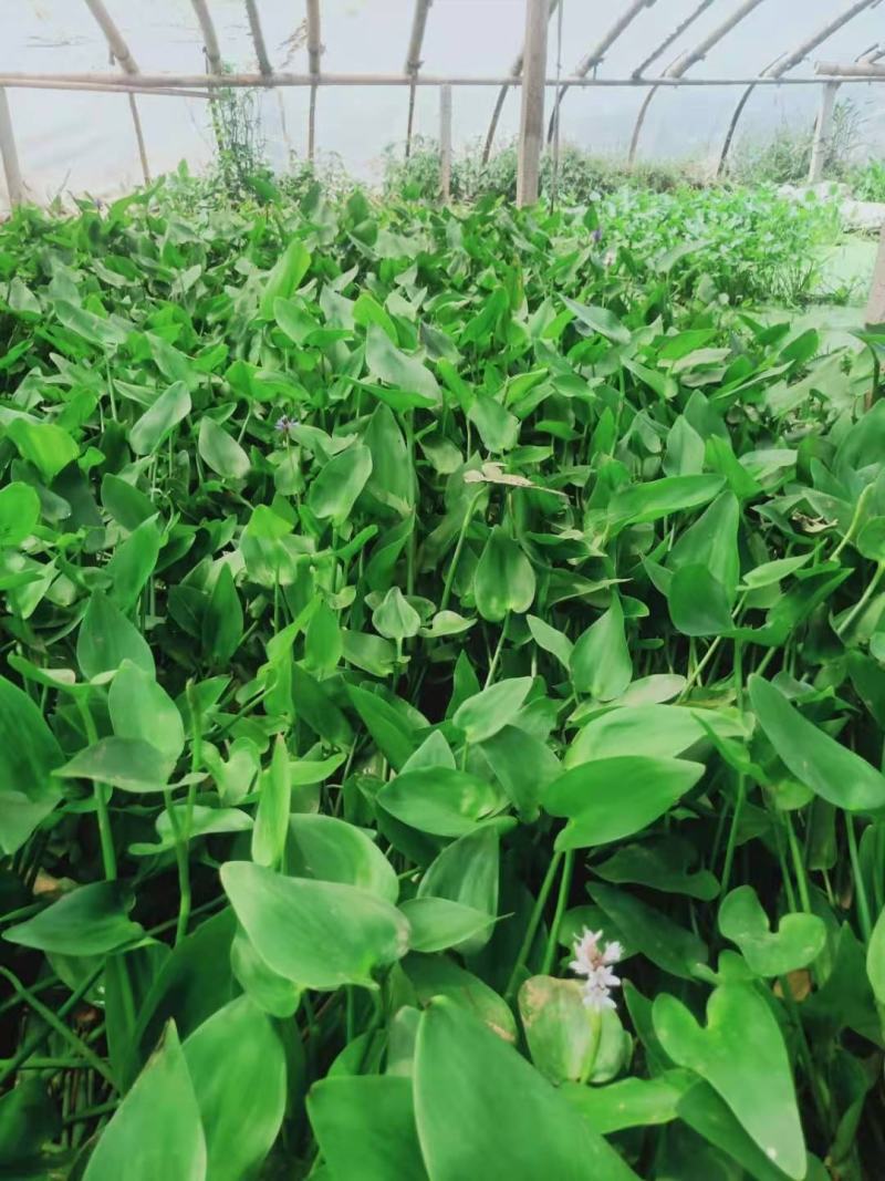 水生植物梭鱼草梭鱼草杯苗质优价廉欢迎咨询