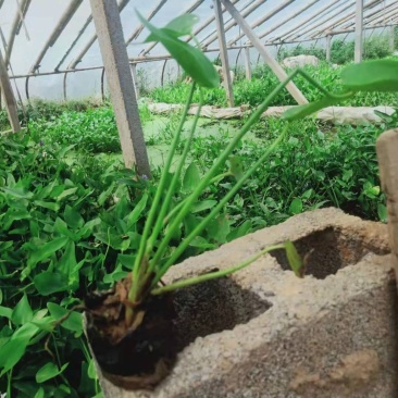 水生植物梭鱼草梭鱼草杯苗质优价廉欢迎咨询