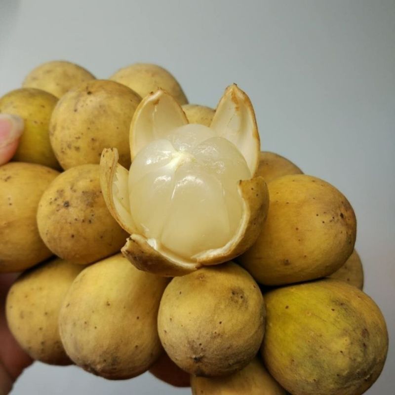 龙宫果葡萄荔枝山竹凤梨口味稀奇热带水果5斤净重空运