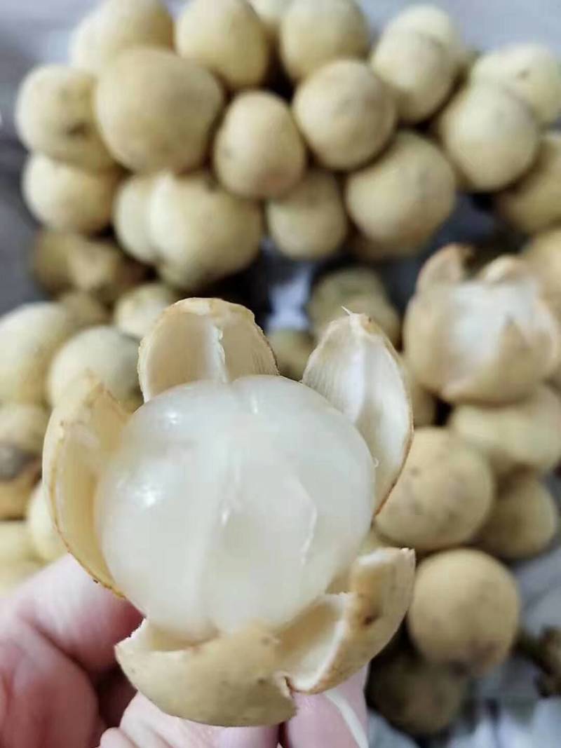 龙宫果葡萄荔枝山竹凤梨口味稀奇热带水果5斤净重空运