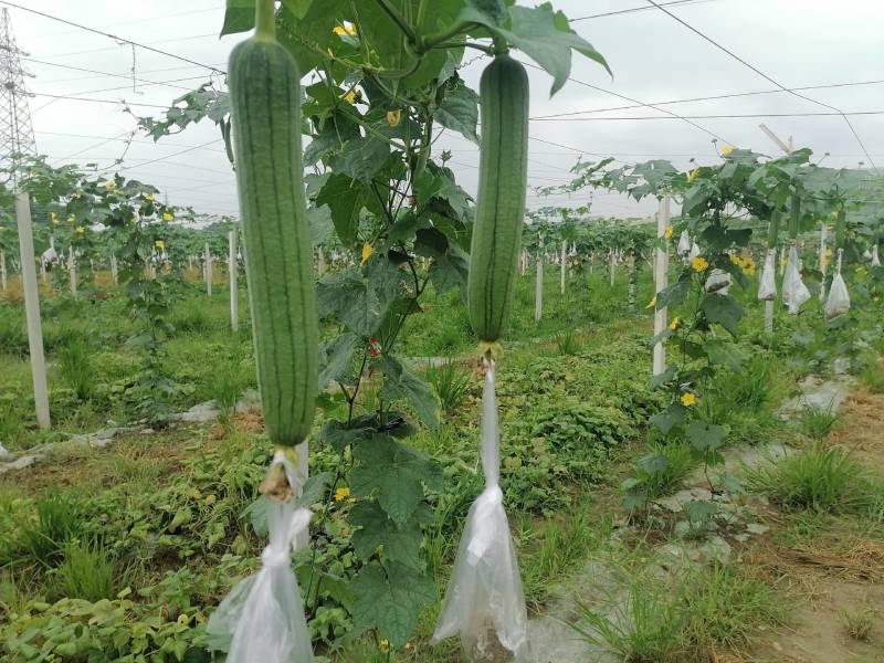 大量供应自种自採本地香丝欢迎咨询洽谈合作