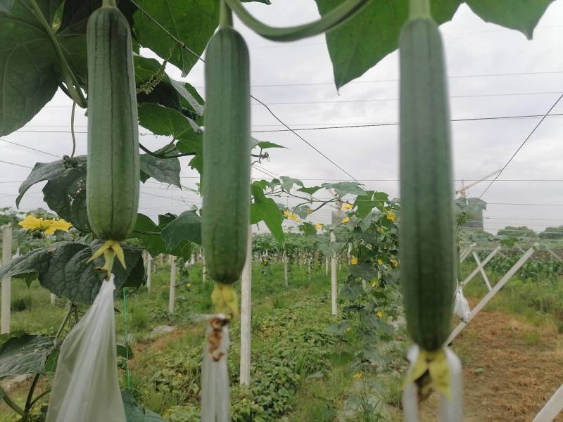 大量供应自种自採本地香丝欢迎咨询洽谈合作