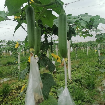 大量供应自种自採本地香丝欢迎咨询洽谈合作