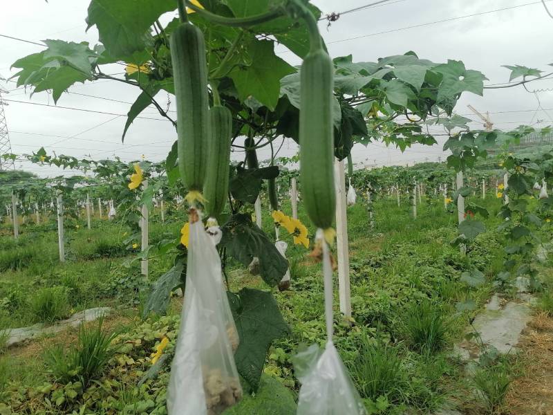 大量供应自种自採本地香丝欢迎咨询洽谈合作