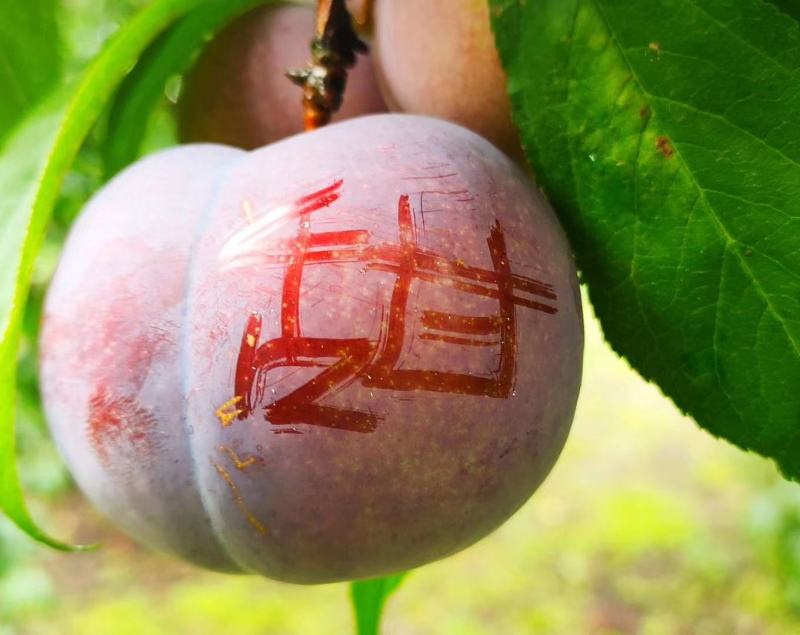 清脆李口感蜜甜个头大现货日工10万斤