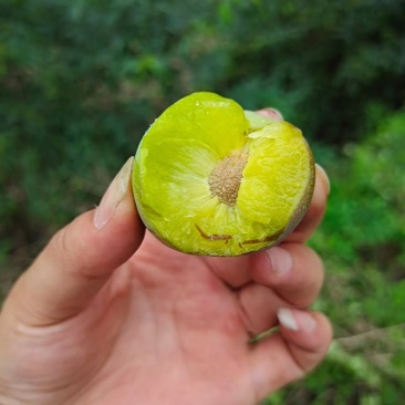云南绥江半边红李即将上市