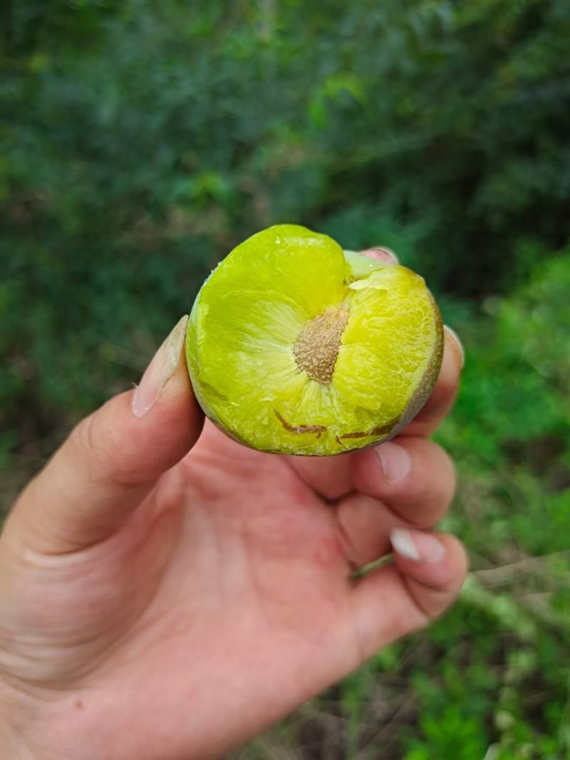 云南绥江半边红李即将上市