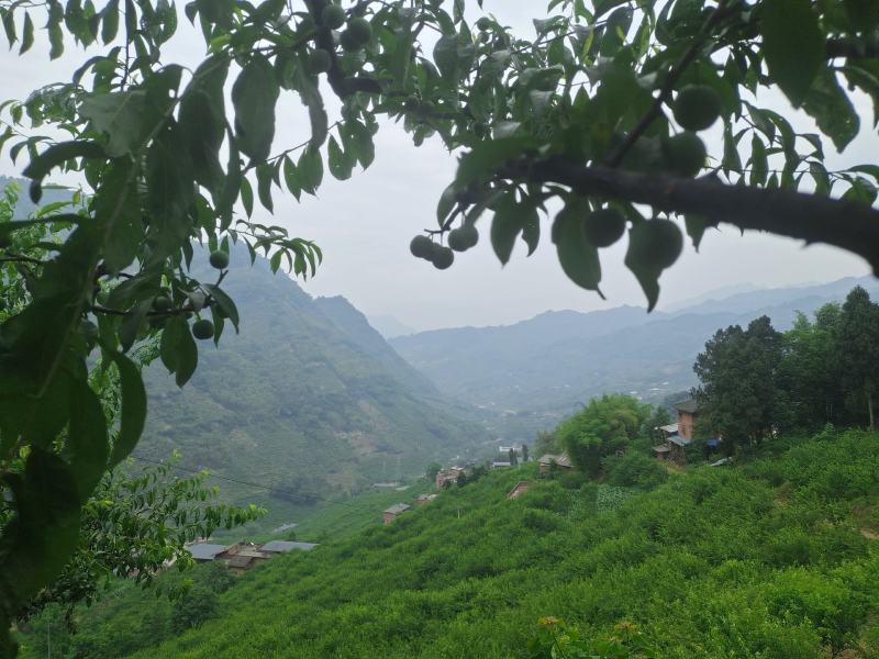 云南绥江半边红李即将上市