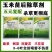 玉米除草剂玉米地苗后专用除草剂安全不伤苗烟嘧磺隆莠去津