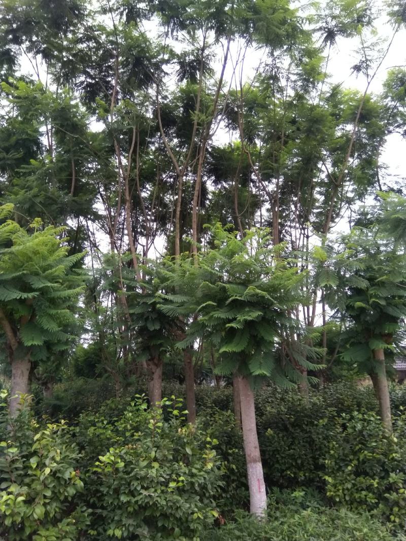 蓝花楹各种规格各种树形应有尽有哦期待来电