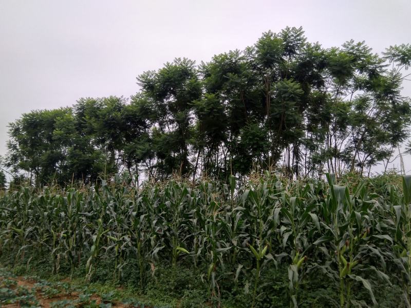 蓝花楹各种规格各种树形应有尽有哦期待来电