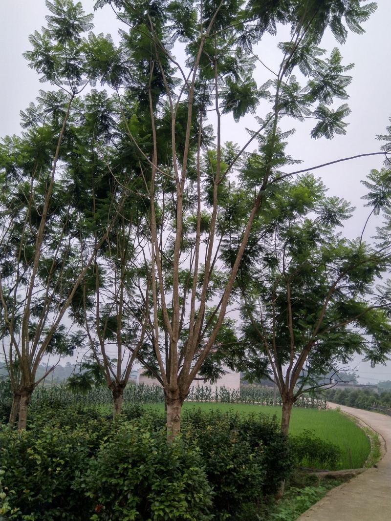 蓝花楹各种规格各种树形应有尽有哦期待来电